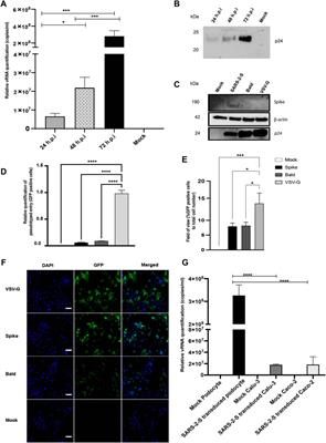 SARS-CoV-2 Employ BSG/CD147 and ACE2 Receptors to Directly Infect Human Induced Pluripotent Stem Cell-Derived Kidney Podocytes